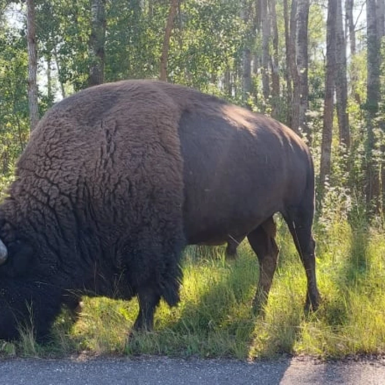 Imagen relacionada de tragedia elkinland bisontes colisiones