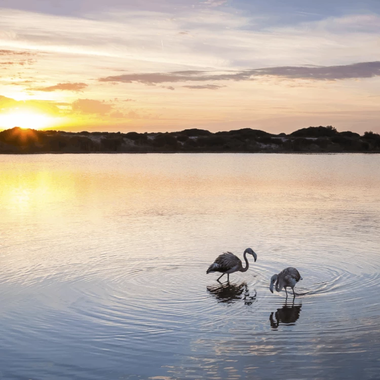 Imagen relacionada de valencia albufera reserva biosfera