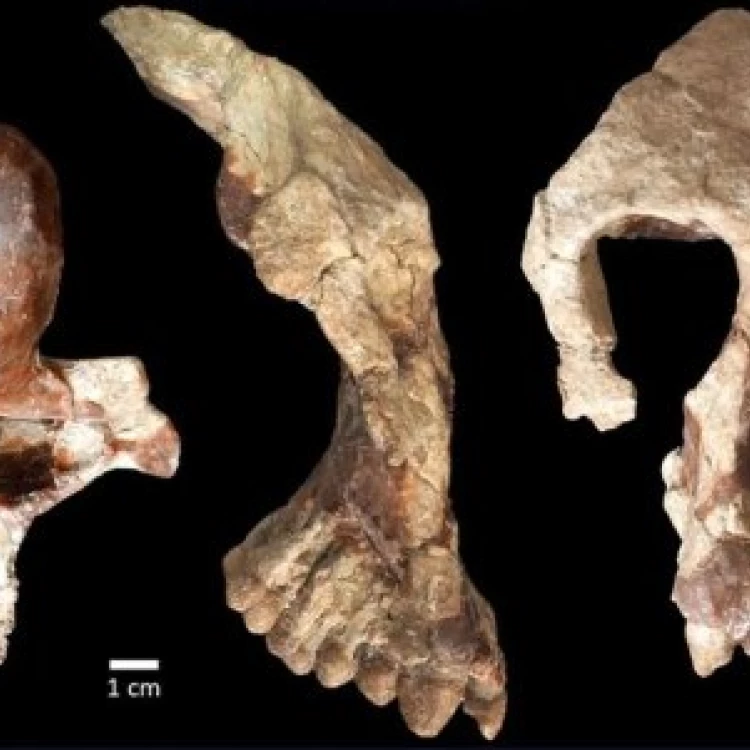 Imagen relacionada de hallazgo turquia desafia origen humano africano