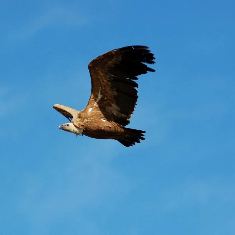 Imagen relacionada de comunidad madrid dia mundial aves migratorias