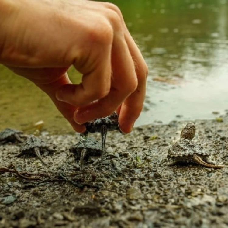 Imagen relacionada de esfuerzo comunitario conservacion tortugas petrie island