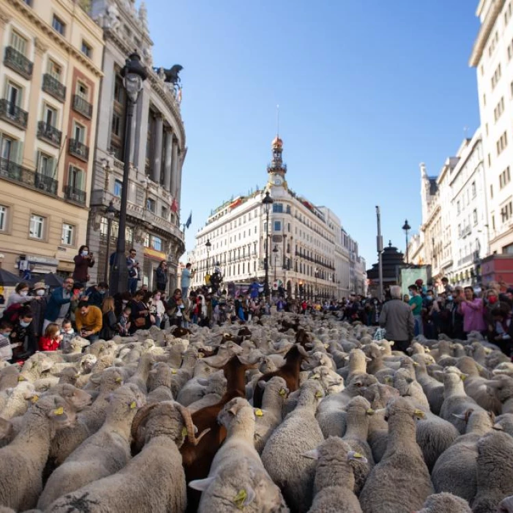 Imagen relacionada de madrid reunion internacional trashumancia