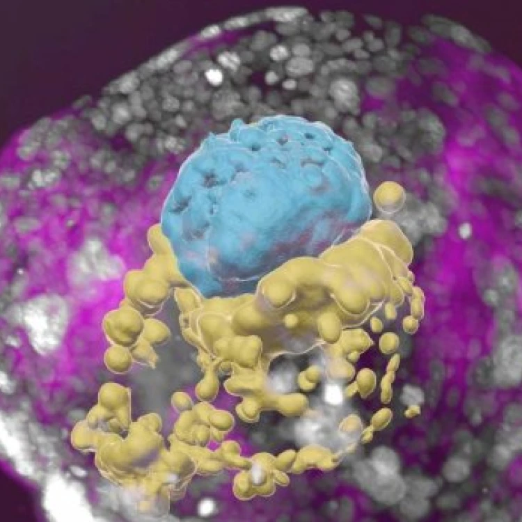 Imagen relacionada de embrión humano artificial sin óvulo ni espermatozoide