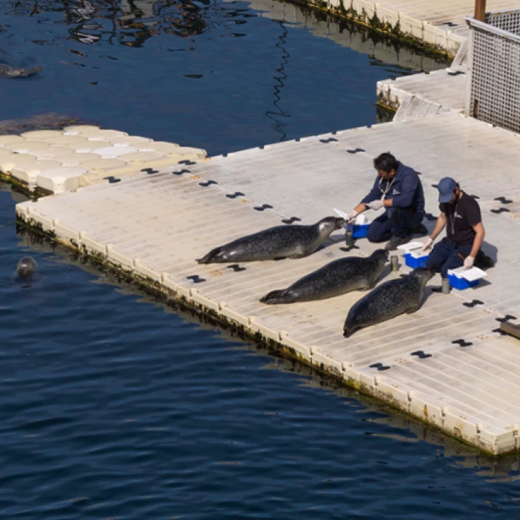 Imagen relacionada de aventura focas aquarium finisterrae la coruna