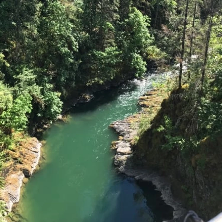 Imagen relacionada de muerte masiva peces vancouver island estres ambiental