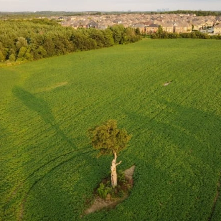 Imagen relacionada de la greenbelt de ontario protegiendo la naturaleza y combatiendo el cambio climatico