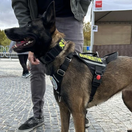 Imagen relacionada de incremento adopcion mascotas madrid