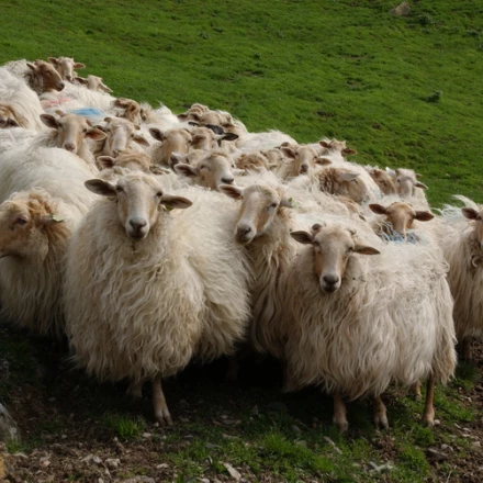 Imagen relacionada de euskadi lengua azul gipuzkoa