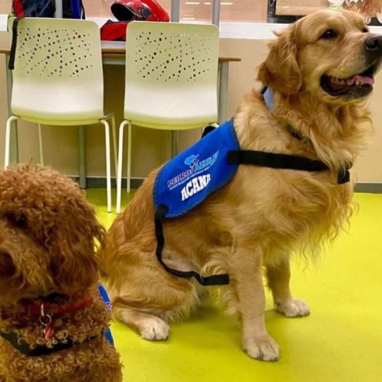 Imagen relacionada de hospital gregorio maranon terapias asistidas perros