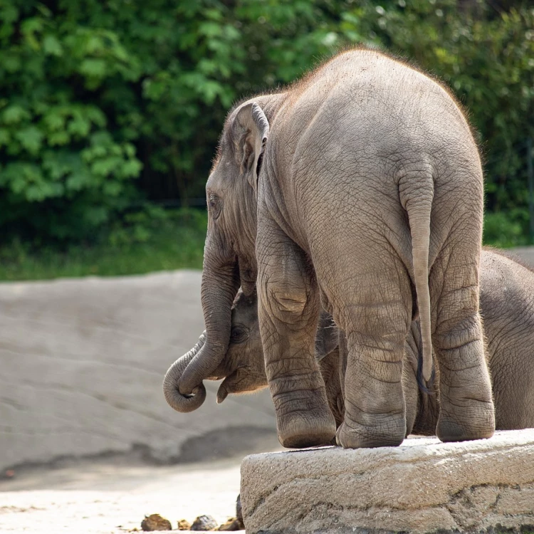 Imagen relacionada de elefantes habilidades avanzadas zoologico berlin