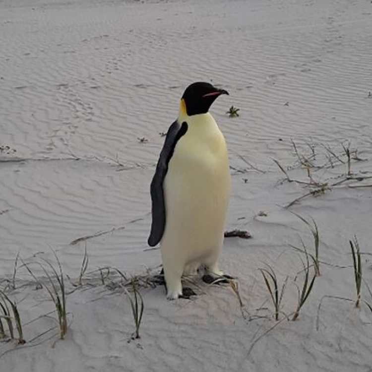 Imagen relacionada de pingüino emperador australia