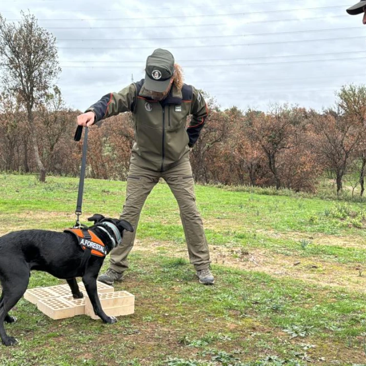 Imagen relacionada de comunidad madrid perros especializados incendios 2025