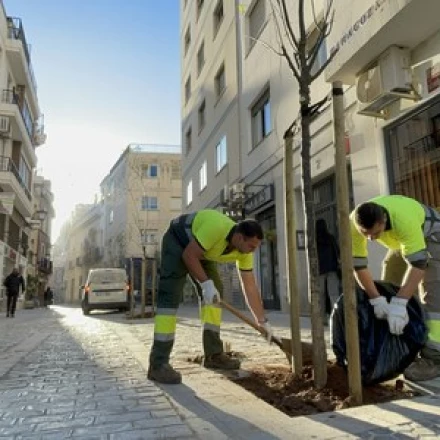 Imagen relacionada de nueva plantacion arboles calle zaragoza sevilla