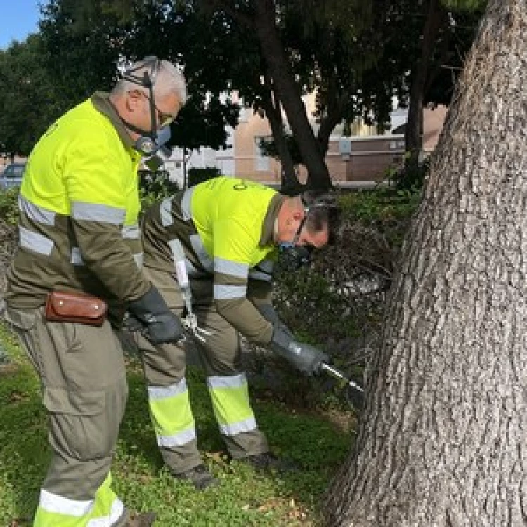 Imagen relacionada de control procesionaria pino sevilla