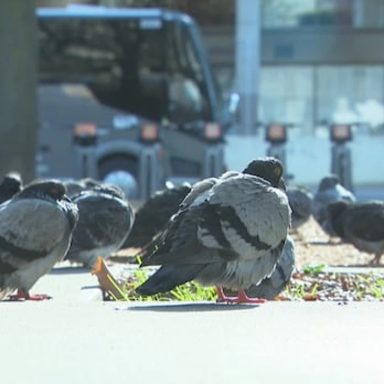 Imagen relacionada de toronto control poblacion palomas