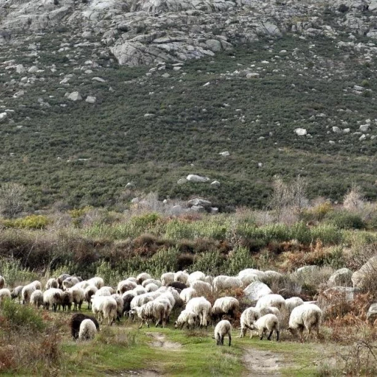 Imagen relacionada de ayudas sector bovino madrid enfermedad hemorragica epizootica