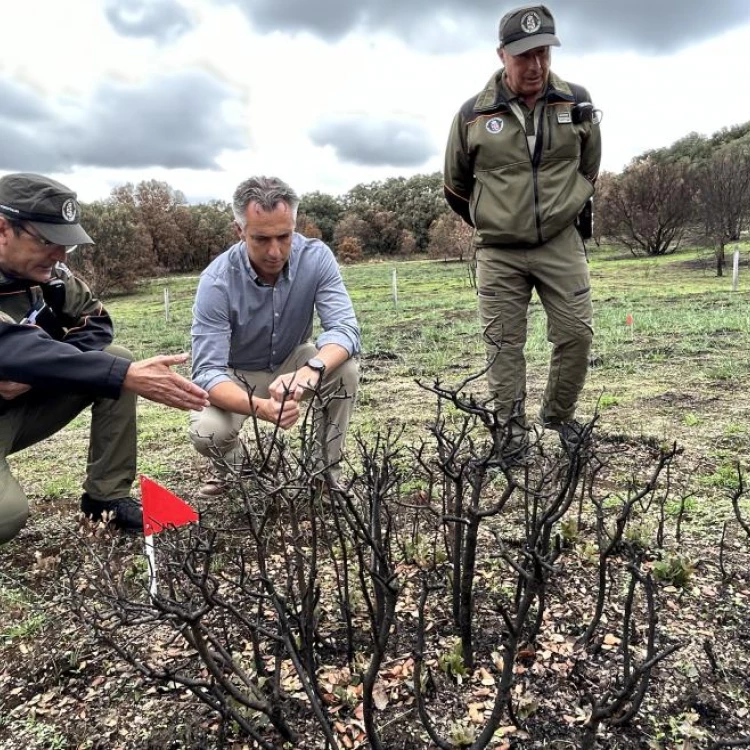 Imagen relacionada de comunidad madrid esclarece origen incendios forestales