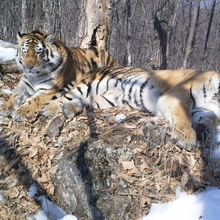 Imagen relacionada de exito reintroduccion tigres amur