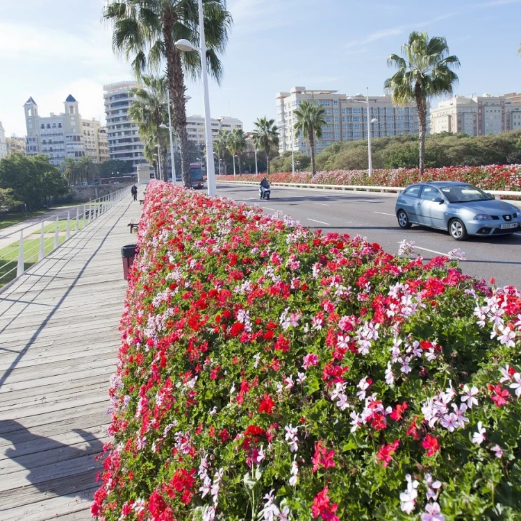 Imagen relacionada de propuesta cambio denominacion pont flors valencia