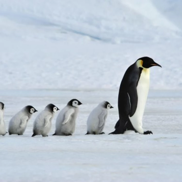 Imagen relacionada de niveles record deshielo hielo marino antartico riesgo