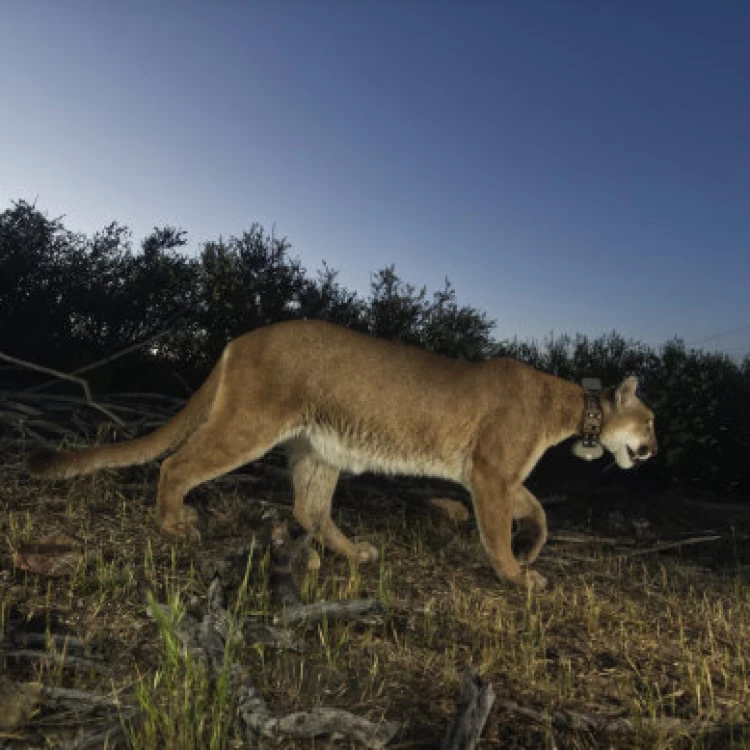 Imagen relacionada de epidemia gripe aviar felinos washington