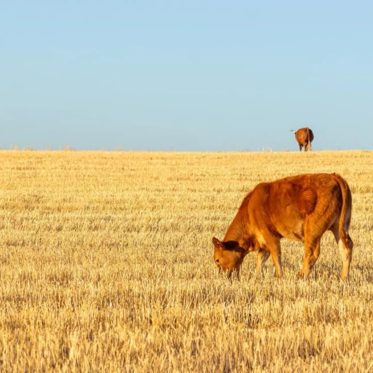 Imagen relacionada de madrid ayudas sector agricola ganadero