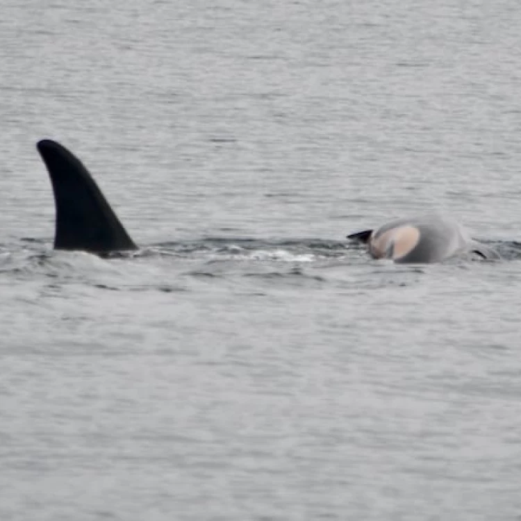 Imagen relacionada de orca madre duelo cria fallecida