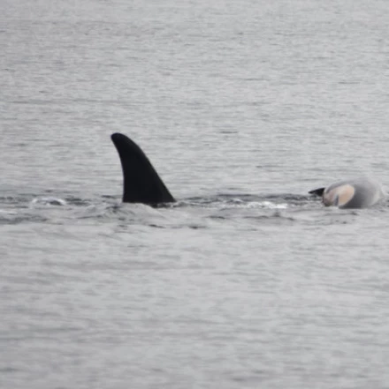 Imagen relacionada de orca duelo perdida cria pacifico