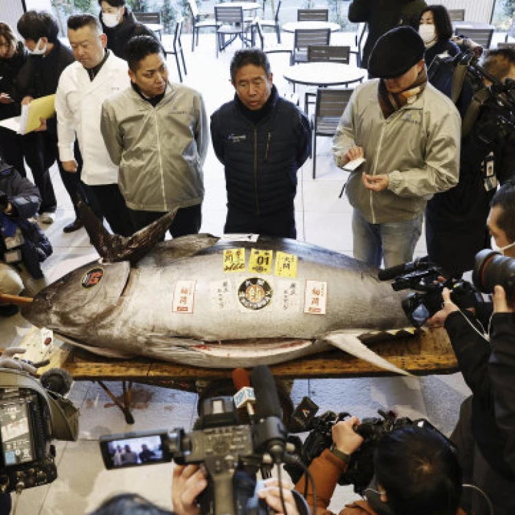 Imagen relacionada de atun rojo subasta tokio