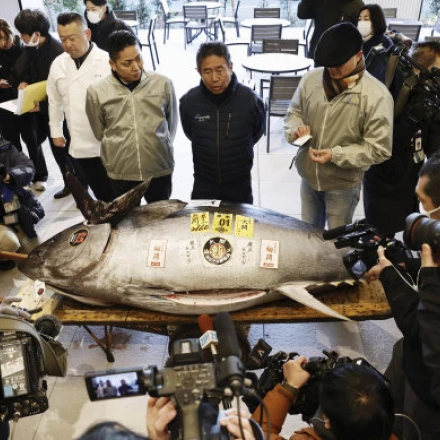 Imagen relacionada de atun rojo subasta tokio