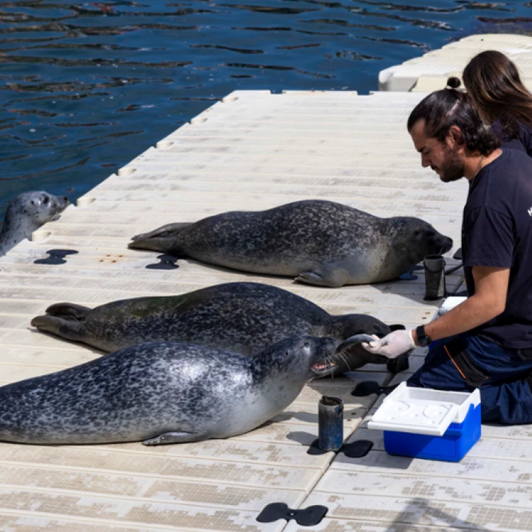 Imagen relacionada de aventura con las focas o aquarium finisterrae