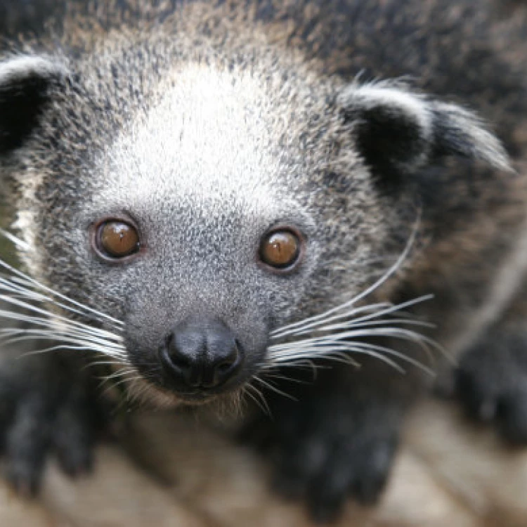 Imagen relacionada de heces animales virus prevenir amputaciones reino unido