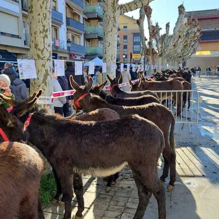 Imagen relacionada de xxiv concurso burros lazkao 2025