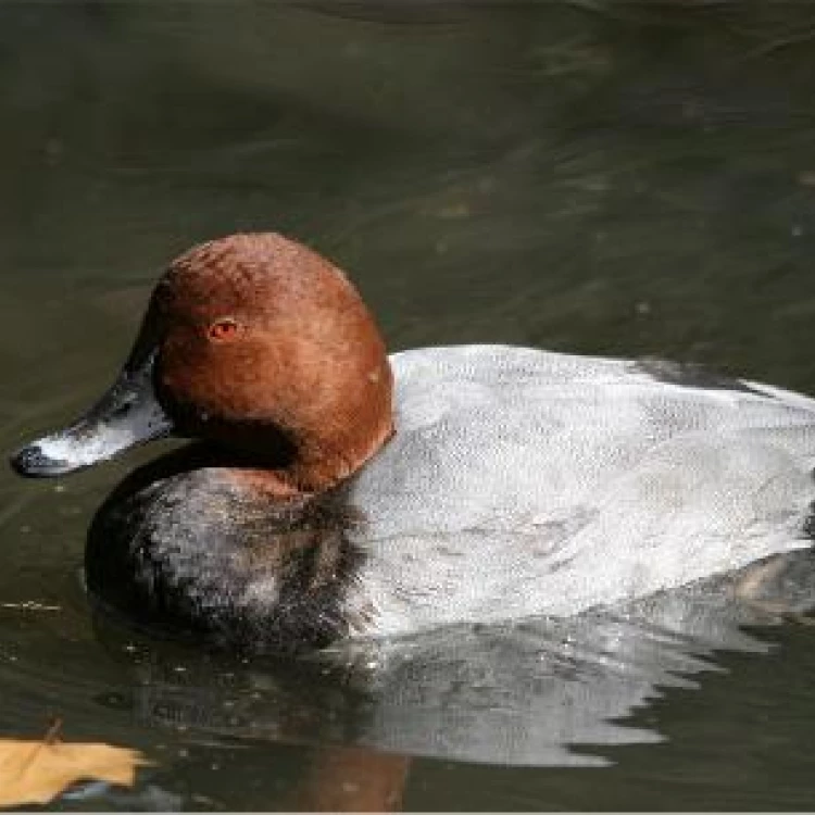 Imagen relacionada de censo aves acuaticas castilla leon 2025