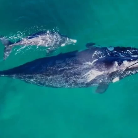 Imagen relacionada de suspension medidas ballena franca