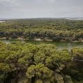 Imagen relacionada de devesa arboleda monumental