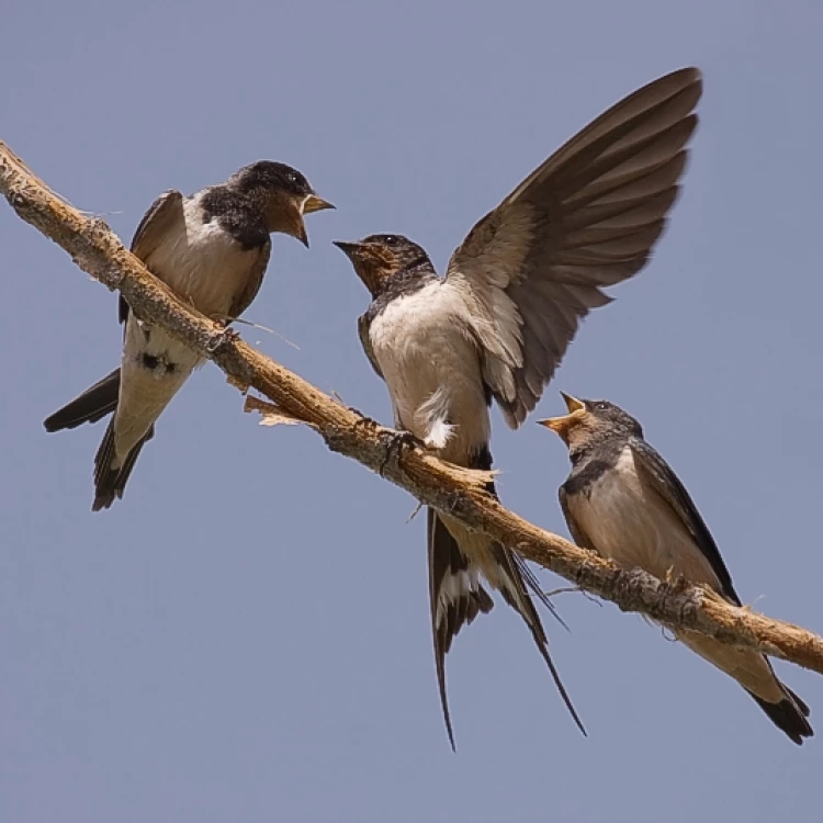 Imagen relacionada de la biodiversidad de aves en zaragoza