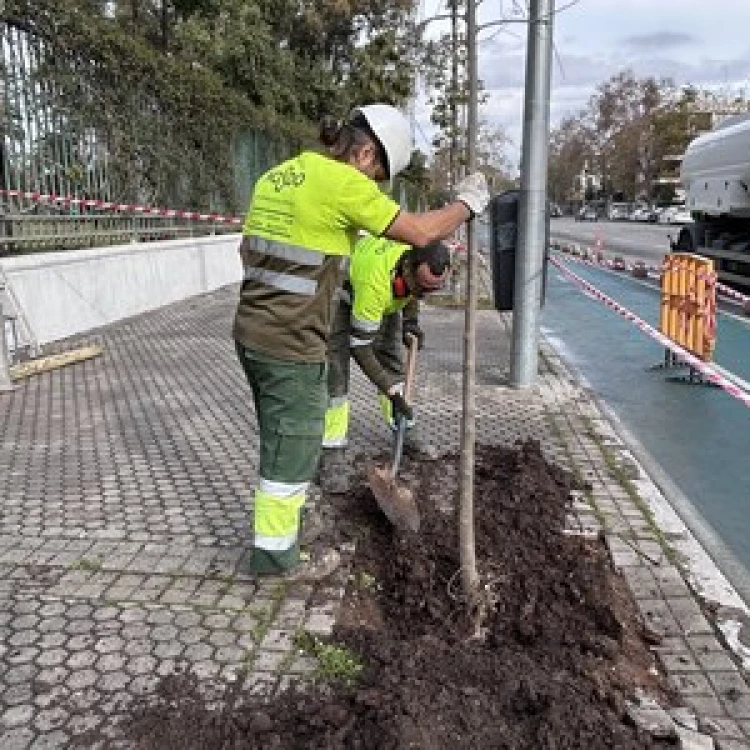 Imagen relacionada de plantacion arboles sevilla 2023