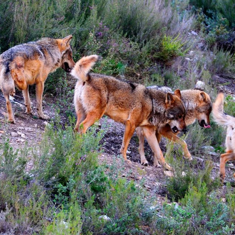 Imagen relacionada de aumento ayudas gano madrid lobos