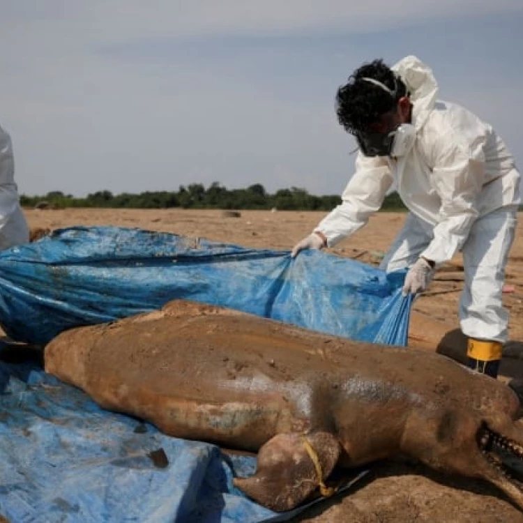 Imagen relacionada de descubiertos 120 delfines muertos en brasil debido al calor y la sequía en el amazonas