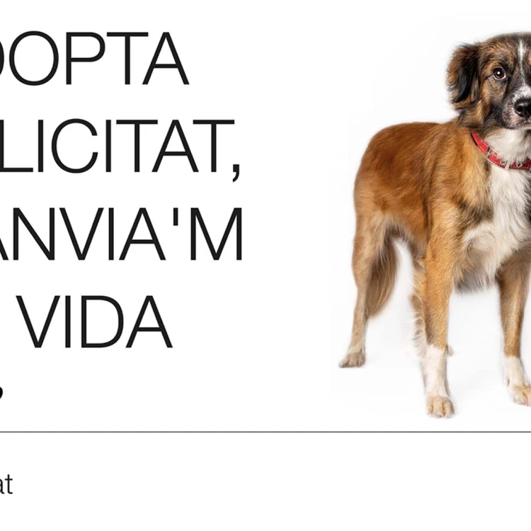 Imagen relacionada de valencia adopcion animales campana