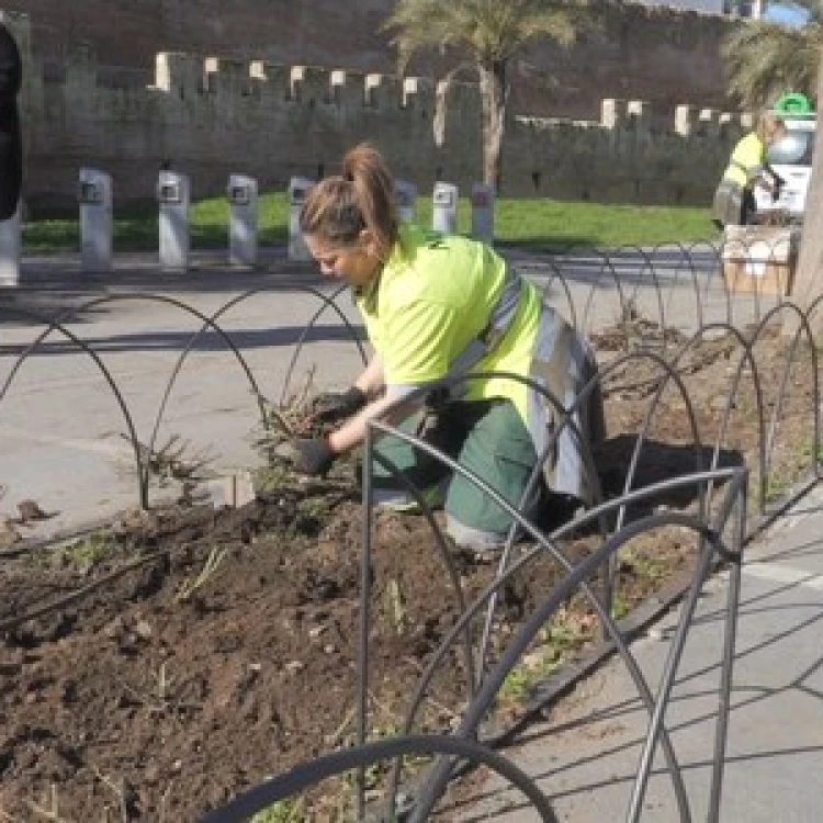 Imagen relacionada de mejoras parterres muralla macarena sevilla