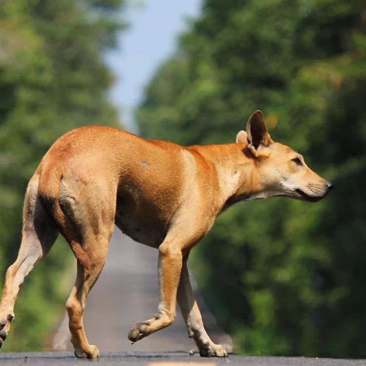 Imagen relacionada de aumento adopciones animales madrid