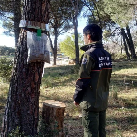 Imagen relacionada de comunidad madrid oruga procesionaria