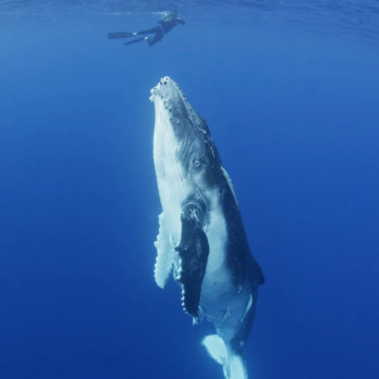 Imagen relacionada de ballenas juegan algas nadan