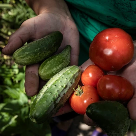 Imagen relacionada de zona de cultivo jardin primavera