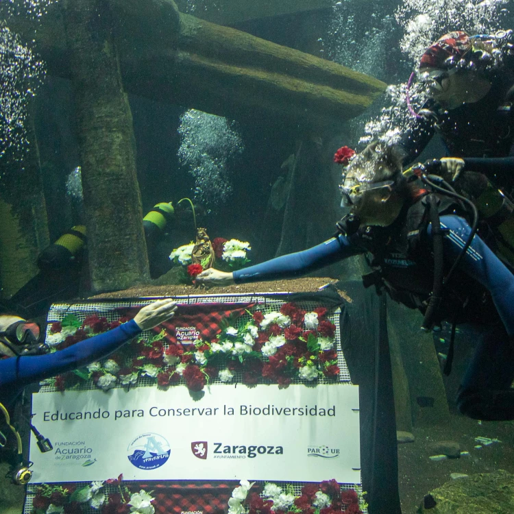 Imagen relacionada de ofrenda flores acuario zaragoza