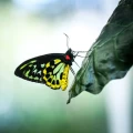 Imagen relacionada de hombre acusado contrabando mariposas protegidas