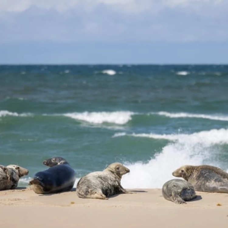 Imagen relacionada de cientificos canadienses estudian la alimentacion de las focas atlanticas