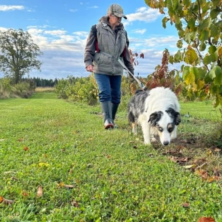 Imagen relacionada de descubierta nueva variedad trufa agricultor ontario oriental